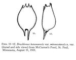 Brachionus havanaensis var. minnesotensis - Original description image