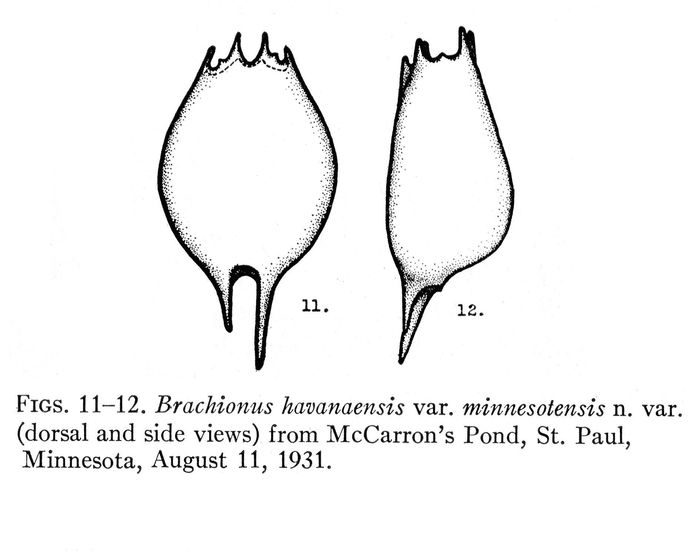 Brachionus havanaensis var. minnesotensis - Original description image