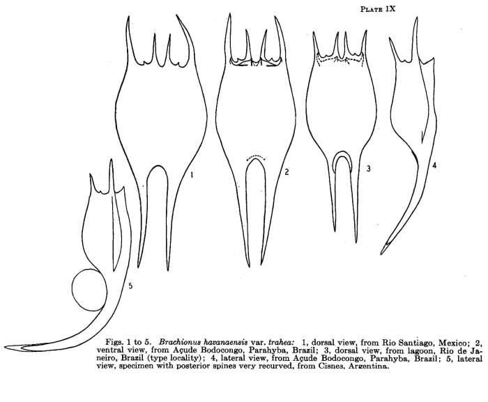 Brachionus havanaensis var. trahea
