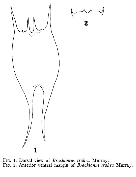 Brachionus havanaensis var. trahea