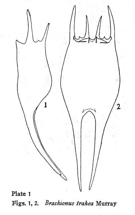 Brachionus havanaensis var. trahea