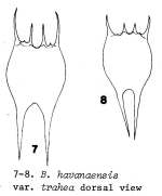 Brachionus havanaensis var. trahea