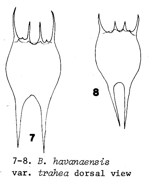 Brachionus havanaensis var. trahea
