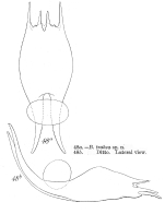 Brachionus havanaensis var. trahea - Original description image