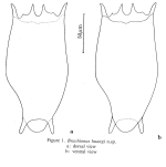 Brachionus huangi - Original description image