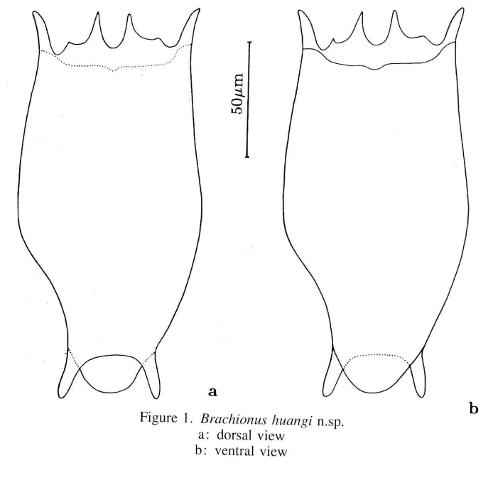 Brachionus huangi - Original description image