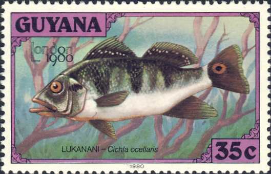 Cichla ocellaris Cichla ocellaris