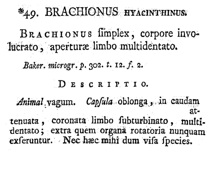 Brachionus hyacinthinus - Original description image