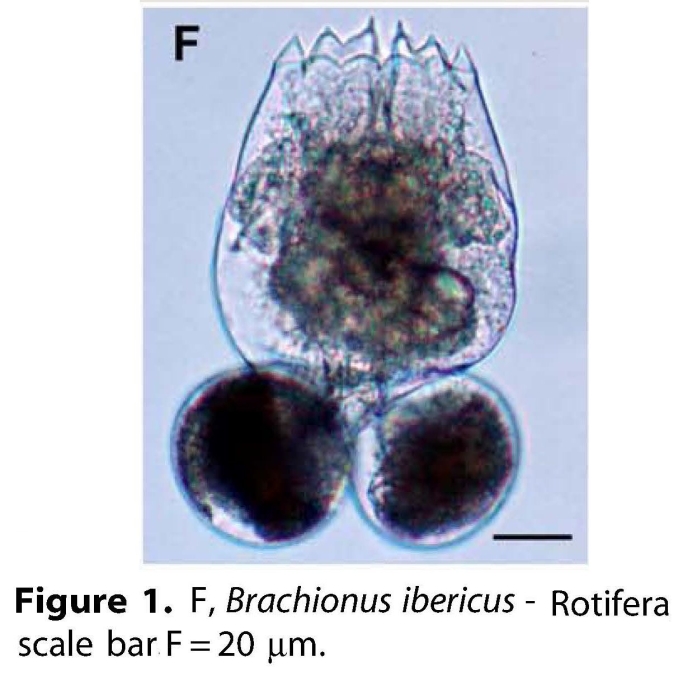 Brachionus ibericus