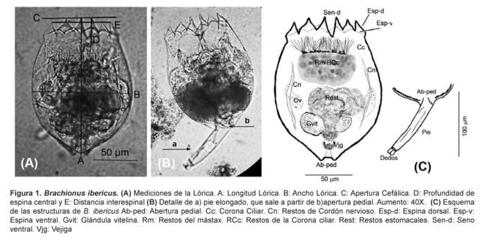 Brachionus ibericus