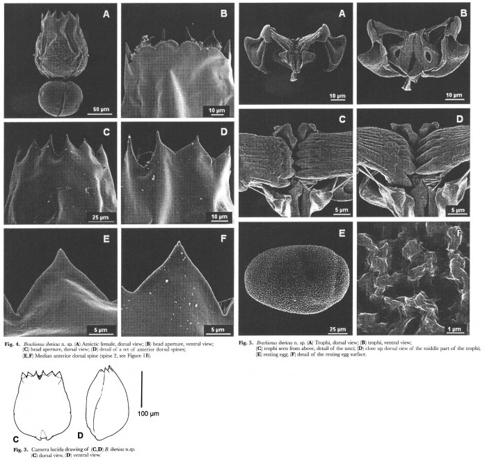 Brachionus ibericus - Original description image
