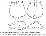Brachionus incertus - Original description image