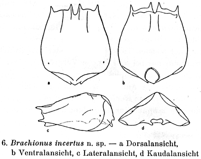 Brachionus incertus - Original description image