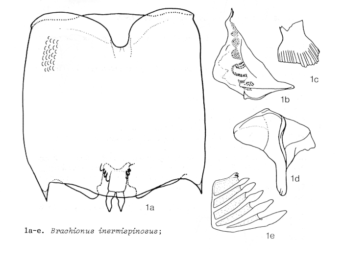 Brachionus inermispinosus - Original description image