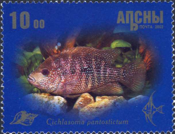 Cichlasoma pantostictum Cichlasoma pantostictum