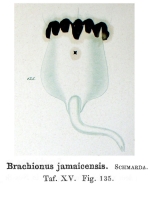 Brachionus jamaicensis - Original description image