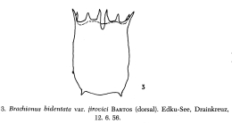 Brachionus jirovci