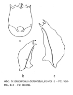 Brachionus jirovci