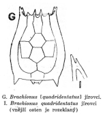 Brachionus jirovci
