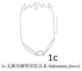 Brachionus jirovci