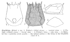 Brachionus jirovci