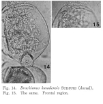 Brachionus kasadensis - Original description image