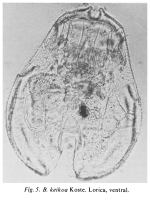 Brachionus keikoa