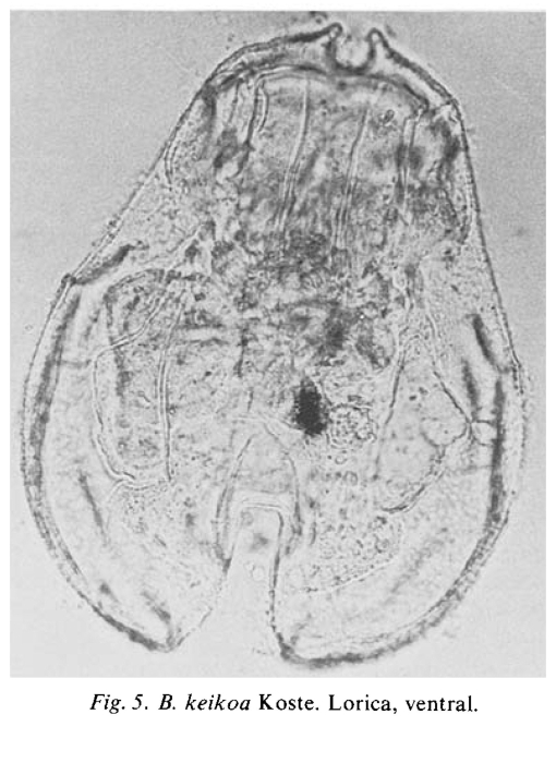 Brachionus keikoa