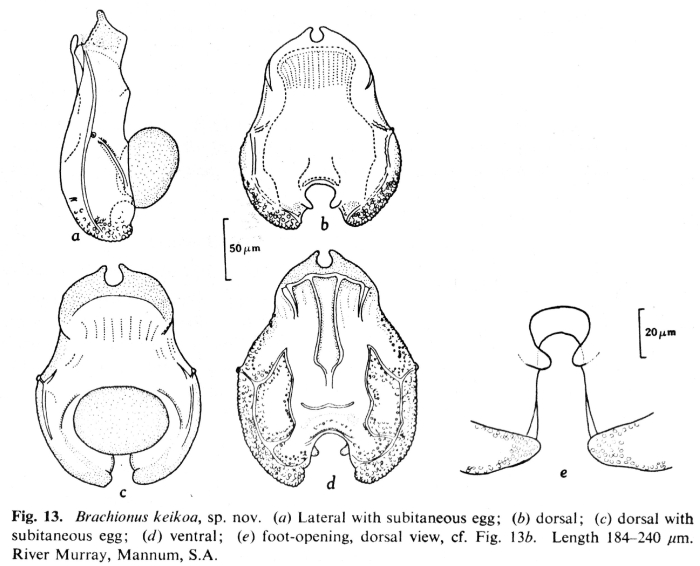 Brachionus keikoa - Original description image