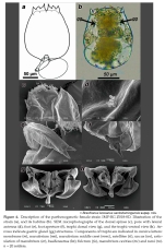 Brachionus koreanus santodomingensis - Original description image
