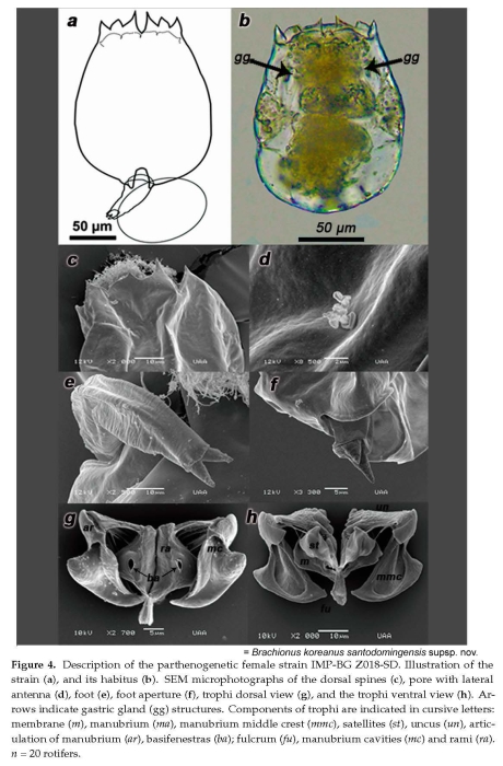 Brachionus koreanus santodomingensis - Original description image