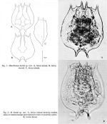 Brachionus kostei - Original description image