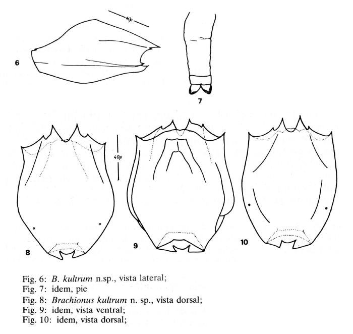 Brachionus kultrum - Original description image