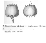 Brachionus latissimus