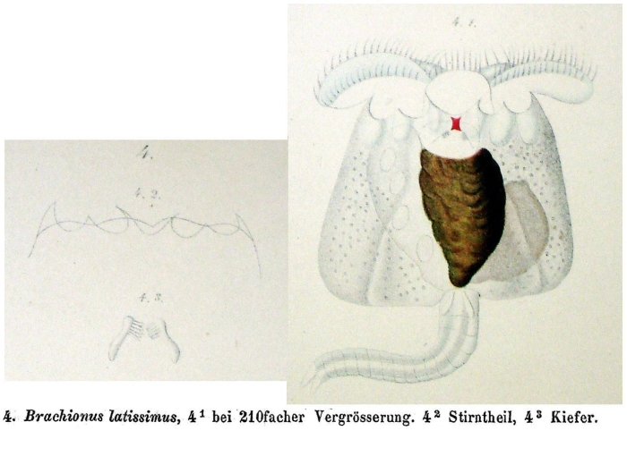 Brachionus latissimus - Original description image