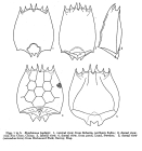 Brachionus leydigii