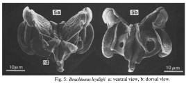 Brachionus leydigii