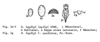 Brachionus leydigii