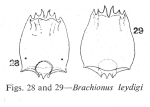 Brachionus leydigii