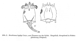 Brachionus leydigii