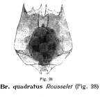 Brachionus leydigii