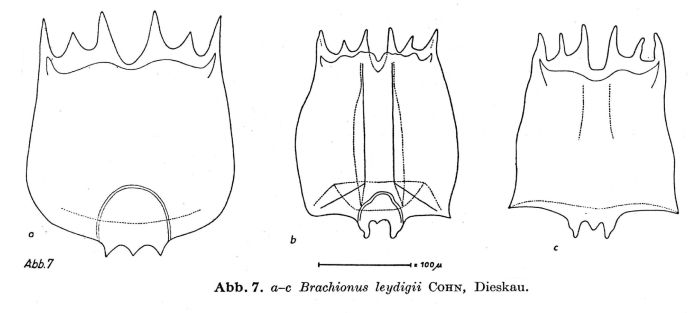 Brachionus leydigii