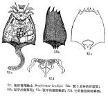 Brachionus leydigii