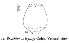 Brachionus leydigii