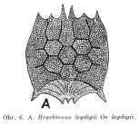 Brachionus leydigii