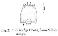Brachionus leydigii