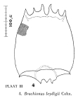 Brachionus leydigii