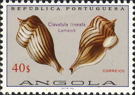 Clavatula lineata Clavatula lineata