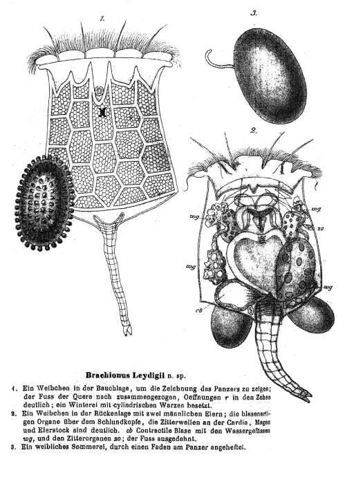 Brachionus leydigii - Original description image