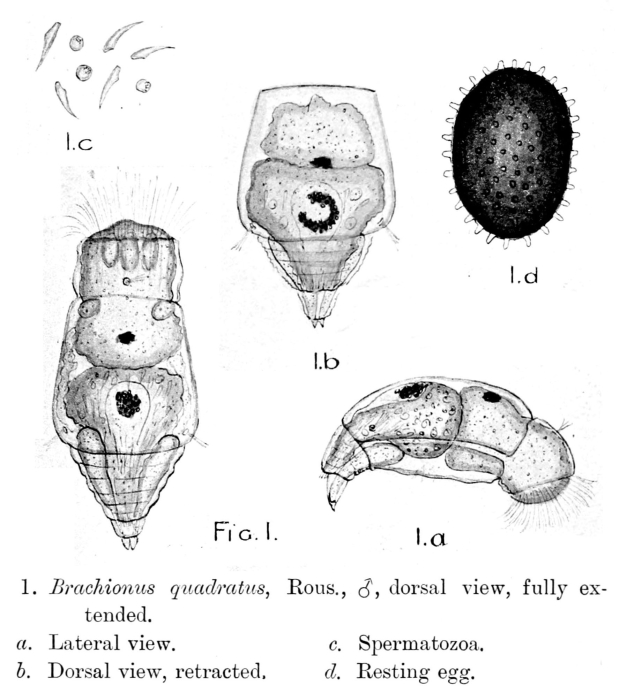 Brachionus leydigii f. quadratus
